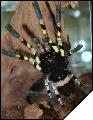 Poecilotheria regalis  