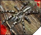 Poecilotheria regalis  