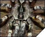 Poecilotheria regalis  