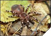 Acanthoscurria geniculata самка ювенил