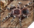 Acanthoscurria geniculata самка 5см