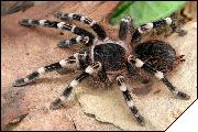 Acanthoscurria geniculata самка 6см