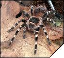 Acanthoscurria geniculata самка 6см