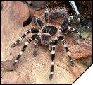 Acanthoscurria geniculata  6