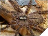 Poecilotheria rufilata  4- 