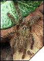 Poecilotheria rufilata  8 