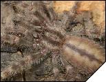 Poecilotheria formosa  3- 