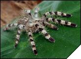 Poecilotheria formosa  6-  3.5