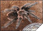 Brachypelma albopylosum  