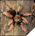 Brachypelma boehmei  8- 