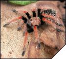 Brachypelma boehmei  