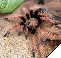 Brachypelma boehmei  