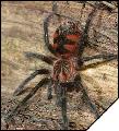 Pamphobeteus sp. Equador  5- 