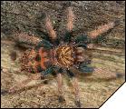 Chromatopelma cyaneopubescens Малыш 5-й линьки