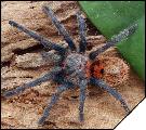 Chromatopelma cyaneopubescens Самка 3.5 см