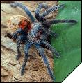 Chromatopelma cyaneopubescens Самка 3.5 см