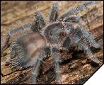 Phormictopus antilensis  4- 