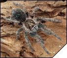 Phormictopus antilensis  3.5 