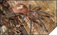 Grammostola actaeon  5- 