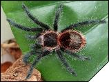 Grammostola actaeon  3.5 