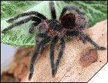 Grammostola actaeon  4.5 