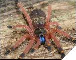 Ephebopus cyanognatus  5- 