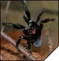 Psalmopoeus Irminia Самка в позе угрозы