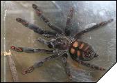 Psalmopoeus Irminia Взрослая самка