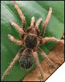 Acantoscurria musculosa самка 5 см