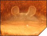 Acantoscurria musculosa сперматека