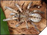Haplopelma albostriatum Самка 5 см