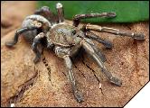 Haplopelma albostriatum Самка 5 см