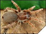 Citarisius crawshai Самец 4 см