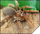 Citarisius crawshai Самец 4 см