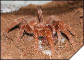 Citarisius crawshai самка 5см ест куриное сердце