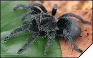 Grammostola pulchra  6 