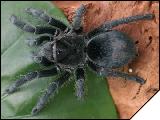 Grammostola pulchra  6 