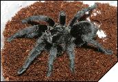 Grammostola pulchra  6