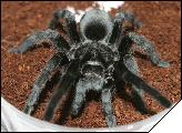 Grammostola pulchra  6