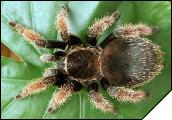 Brachypelma klaassi  6 