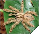 Stromatopelma calceatum  5 