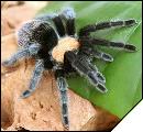 Brachypelma ruhnaui  