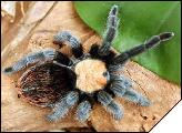 Brachypelma ruhnaui  