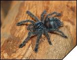 Avicularia versicolor 5 