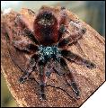 Avicularia versicolor  