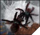 Avicularia versicolor 