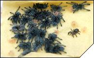Avicularia versicolor   