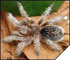 Grammostola rosea   3 .