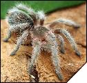 Grammostola rosea   3 .