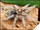 Grammostola rosea   3 .